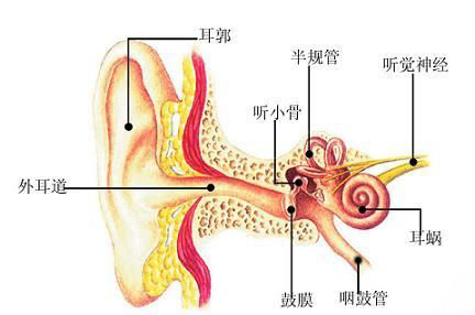 治疗神经性耳鸣的步骤有哪些?